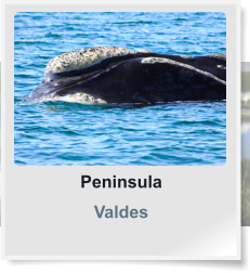 Peninsula Valdes