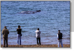 Walbeobachtung vom Strand Punta Ameghino